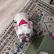 Coco is registered to the contest to win money with this photo: bandana, canine, coffee_table, dog, ears, eyes, face, french_bulldog, home_decor, indoor, living_room, lying_down, patterned_rug, pet, photography, portrait, red_bandana, rug, white_dog, wood_floor