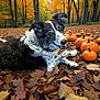 animal, autumn, border_collie, dog, fall_colors, fallen_leaves, forest, happy, leaf_litter, lying_down, nature, orange, outdoors, park, pet, portrait, pumpkins, seasonal, smiling, trees