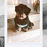Ubert participe au concours pour gagner de l'argent avec cette photo : black_and_white, cute, dark_coat, dog, fluffy, fur, home, houseplant, indoor, instant_photo, pet, photography, polaroid, portrait, puppy, retro, sitting, stairs, tongue_out, white_chest