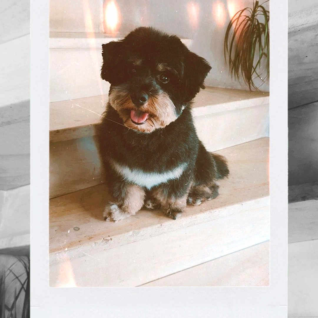 Ubert participe au concours pour gagner de l'argent avec cette photo : black_and_white, cute, dark_coat, dog, fluffy, fur, home, houseplant, indoor, instant_photo, pet, photography, polaroid, portrait, puppy, retro, sitting, stairs, tongue_out, white_chest