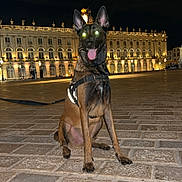 Saïko a rejoint le concours — aidez-le/la à gagner de superbes lots ! dog, animal, night, outdoor, building, leash, pavement, glowing_eyes, flash, sitting, historic, architecture, street, canine, guard_dog, urban, alert, evening, wearing_harness, city