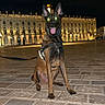 dog, animal, night, outdoor, building, leash, pavement, glowing_eyes, flash, sitting, historic, architecture, street, canine, guard_dog, urban, alert, evening, wearing_harness, city
