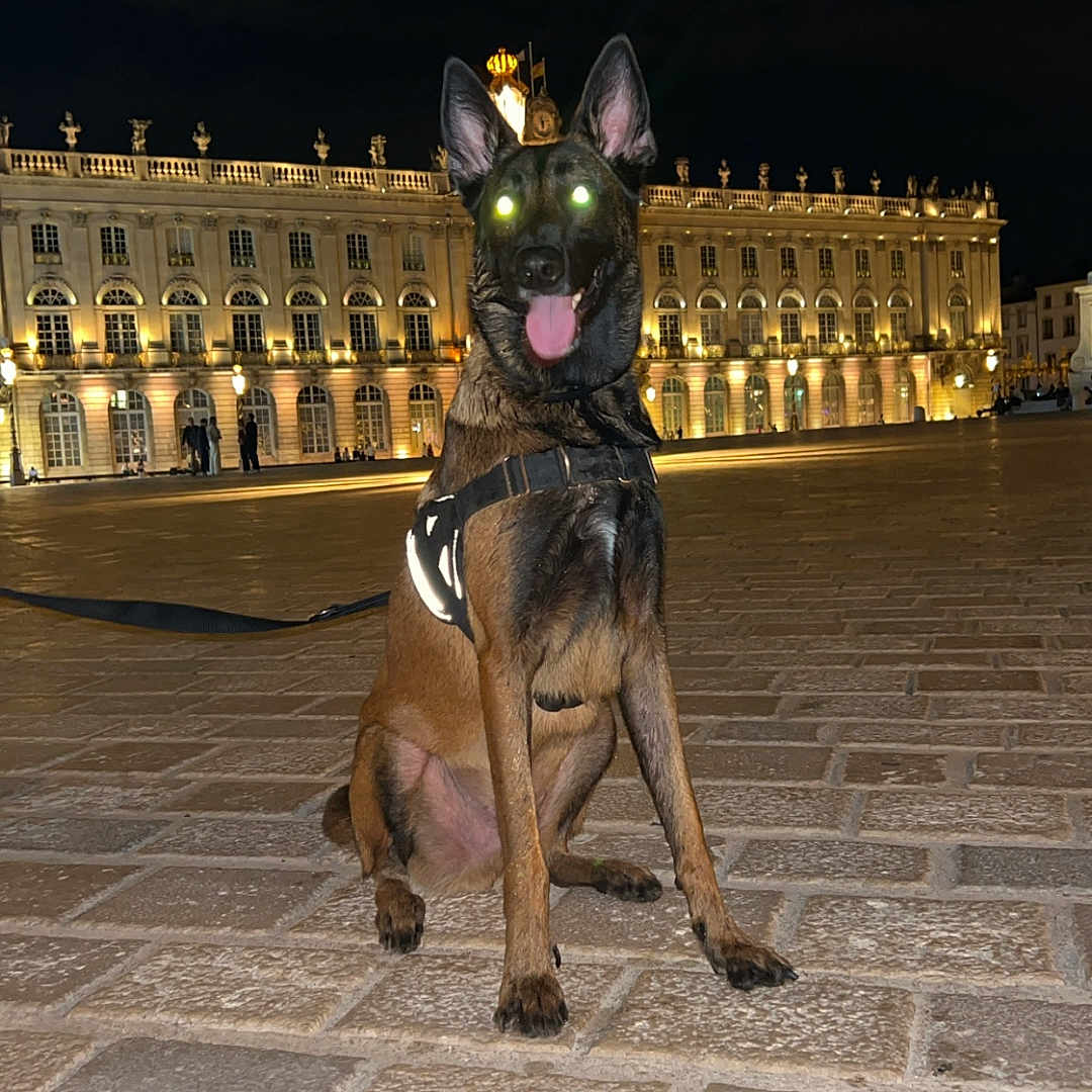 Saïko a rejoint le concours — aidez-le/la à gagner de superbes lots ! dog, animal, night, outdoor, building, leash, pavement, glowing_eyes, flash, sitting, historic, architecture, street, canine, guard_dog, urban, alert, evening, wearing_harness, city