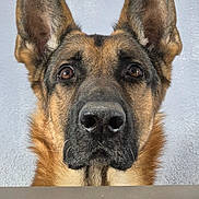 Sam participe au concours pour gagner de l'argent avec cette photo : dog, german_shepherd, portrait, ears, nose, pet, animal, close_up, indoor, brown, black, fur, canine, looking, alert, face, head, domestic_animal, muzzle, whiskers