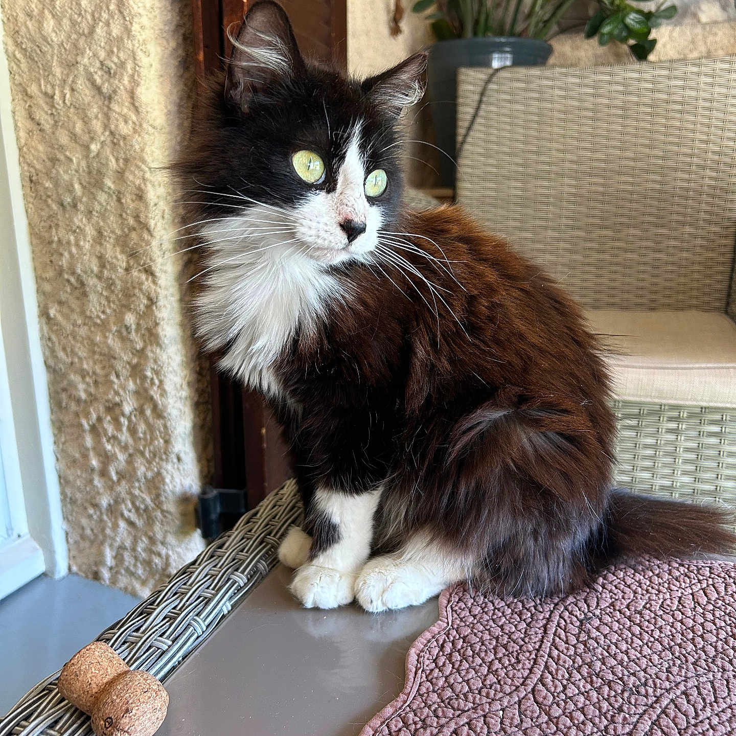 Abby participe au concours pour gagner de l'argent avec cette photo : animal, black_and_white, cat, cork_stopper, cozy, curious, domestic, feline, fluffy, fur, glass_table, green_eyes, indoor, pet, plant, relaxed, sitting, table, whiskers, wicker_chair