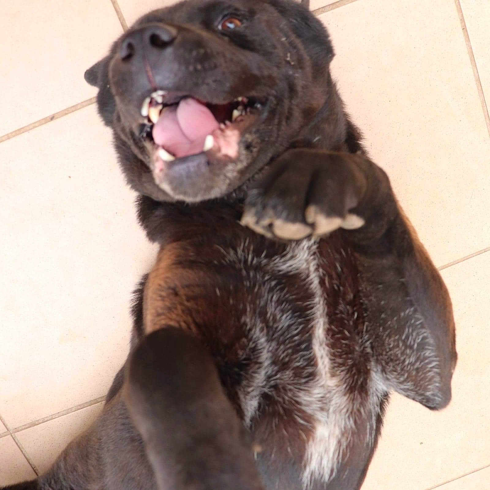 Nikita a rejoint le concours — aidez-le/la à gagner de superbes lots ! animal, ball, bodypart, boxer, bulldog, canine, dog, greatdane, hound, labradorretriever, mouth, person, pet, pitbull, puppy, sport, teeth, tennis, tennisball, tongue