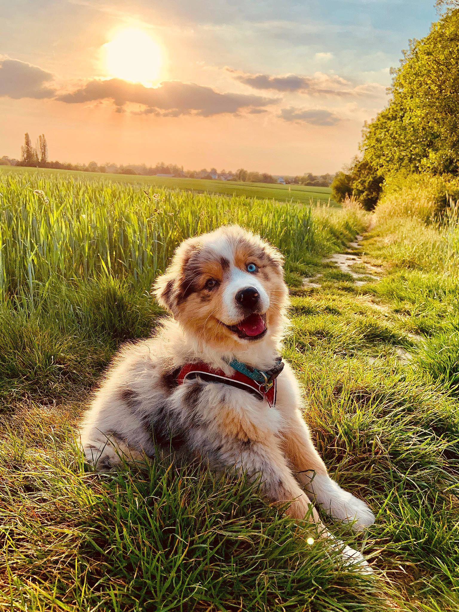 Cajou a rejoint le concours — aidez-le/la à gagner de superbes lots ! carnivore, cloud, companion_dog, dog, dog_breed, fawn, grass, grass_family, grassland, happy, landscape, light, meadow, morning, natural_landscape, people_in_nature, plant, sky, sunlight, tree