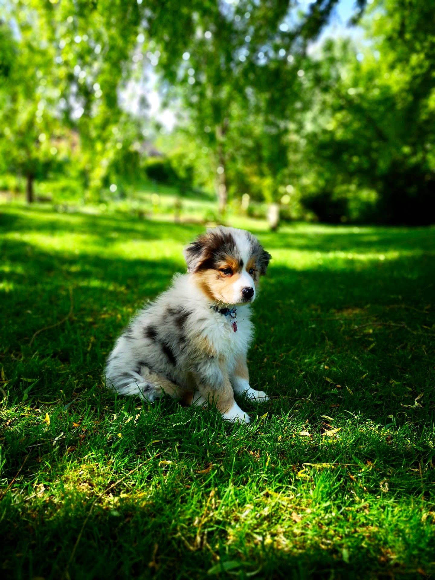 Cajou a rejoint le concours — aidez-le/la à gagner de superbes lots ! canidae, carnivore, collie, companion_dog, dog, dog_breed, fawn, garden, grass, grassland, groundcover, landscape, natural_landscape, people_in_nature, plant, sitting, sporting_group, sunlight, tail, tree