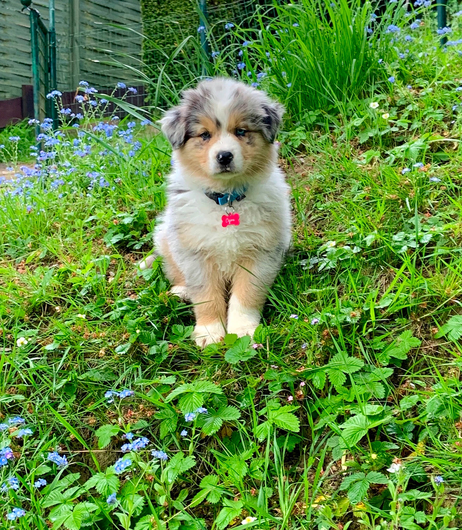 Cajou participe au concours pour gagner de l'argent avec cette photo : canidae, carnivore, companion_dog, dog, dog_breed, flower, garden, gardening, grass, groundcover, herb, people_in_nature, plant, shrub, sporting_group, terrestrial_animal, terrestrial_plant, terrier, toy_dog, whiskers
