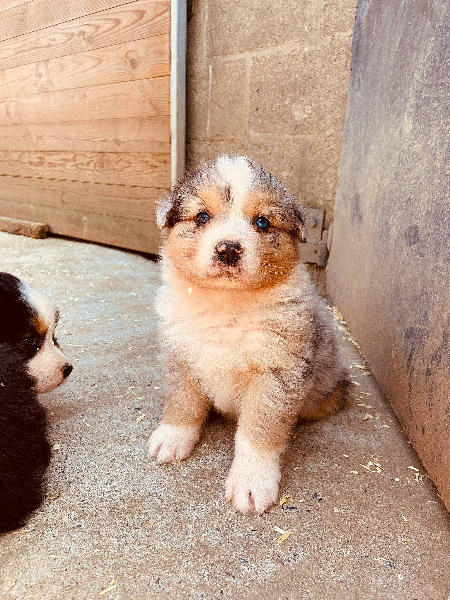 Cajou participe au concours pour gagner de l'argent avec cette photo : canidae, carnivore, companion_dog, dog, dog_breed, door, fawn, flooring, fur, hardwood, sidewalk, snout, sporting_group, terrestrial_animal, terrier, toy_dog, whiskers, wood, working_animal, working_dog