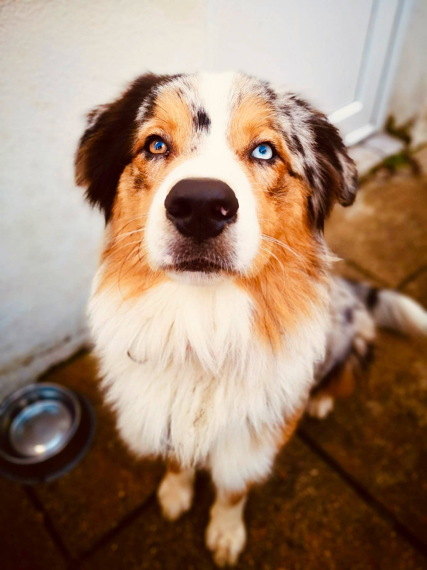 Cajou a rejoint le concours — aidez-le/la à gagner de superbes lots ! ancient_dog_breeds, canidae, carnivore, companion_dog, dog, dog_breed, door, fawn, fur, herding_dog, plant, puppy, snout, sporting_group, terrestrial_animal, whiskers, working_animal, working_dog