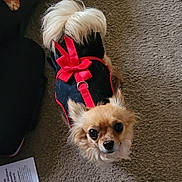 Sadie joined the competition — help win amazing prizes! animal, black_outfit, brown_fur, canine, carpet, chihuahua, companion, curious, cute, dog, domestic_animal, fluffy_tail, fur, household, indoor, looking_up, pet, red_bow, small_dog, small_pet