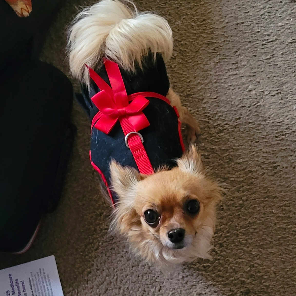 Sadie joined the competition — help win amazing prizes! animal, black_outfit, brown_fur, canine, carpet, chihuahua, companion, curious, cute, dog, domestic_animal, fluffy_tail, fur, household, indoor, looking_up, pet, red_bow, small_dog, small_pet