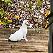 Anito a rejoint le concours — aidez-le/la à gagner de superbes lots ! puppy, dog, white_dog, stick, wooden_deck, outdoor, plants, leaves, garden, brown_patch, pet, sitting, nature, wood, cute, animal, young_dog, side_view, small_dog, calm