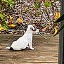 puppy, dog, white_dog, stick, wooden_deck, outdoor, plants, leaves, garden, brown_patch, pet, sitting, nature, wood, cute, animal, young_dog, side_view, small_dog, calm