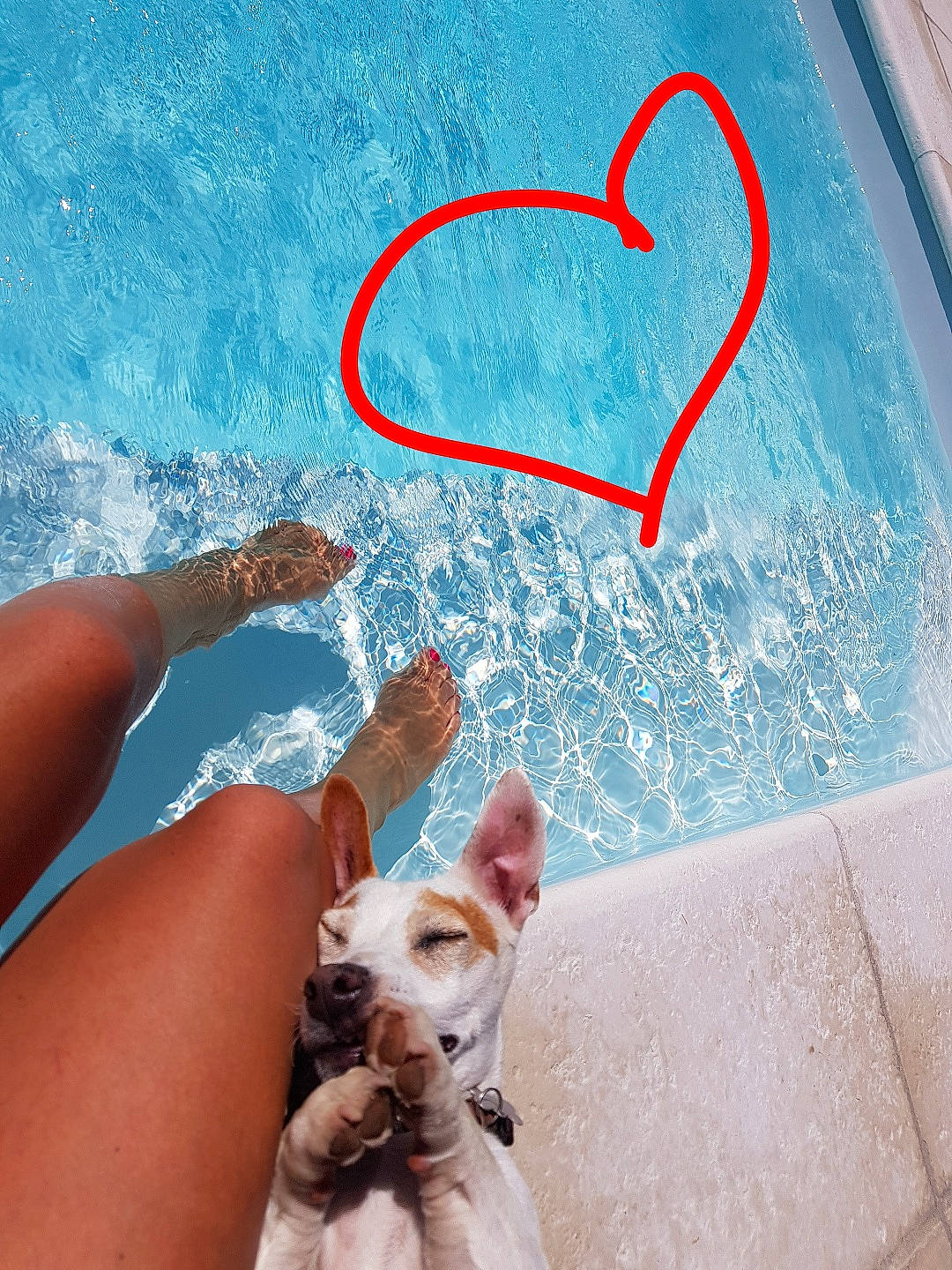 Pepita participe au concours pour gagner de l'argent avec cette photo : azure, barefoot, carnivore, companion_dog, dog, dog_breed, fawn, foot, fun, gesture, hand, happy, human_leg, leisure, ocean, people_in_nature, swimming_pool, thigh, toy_dog, water