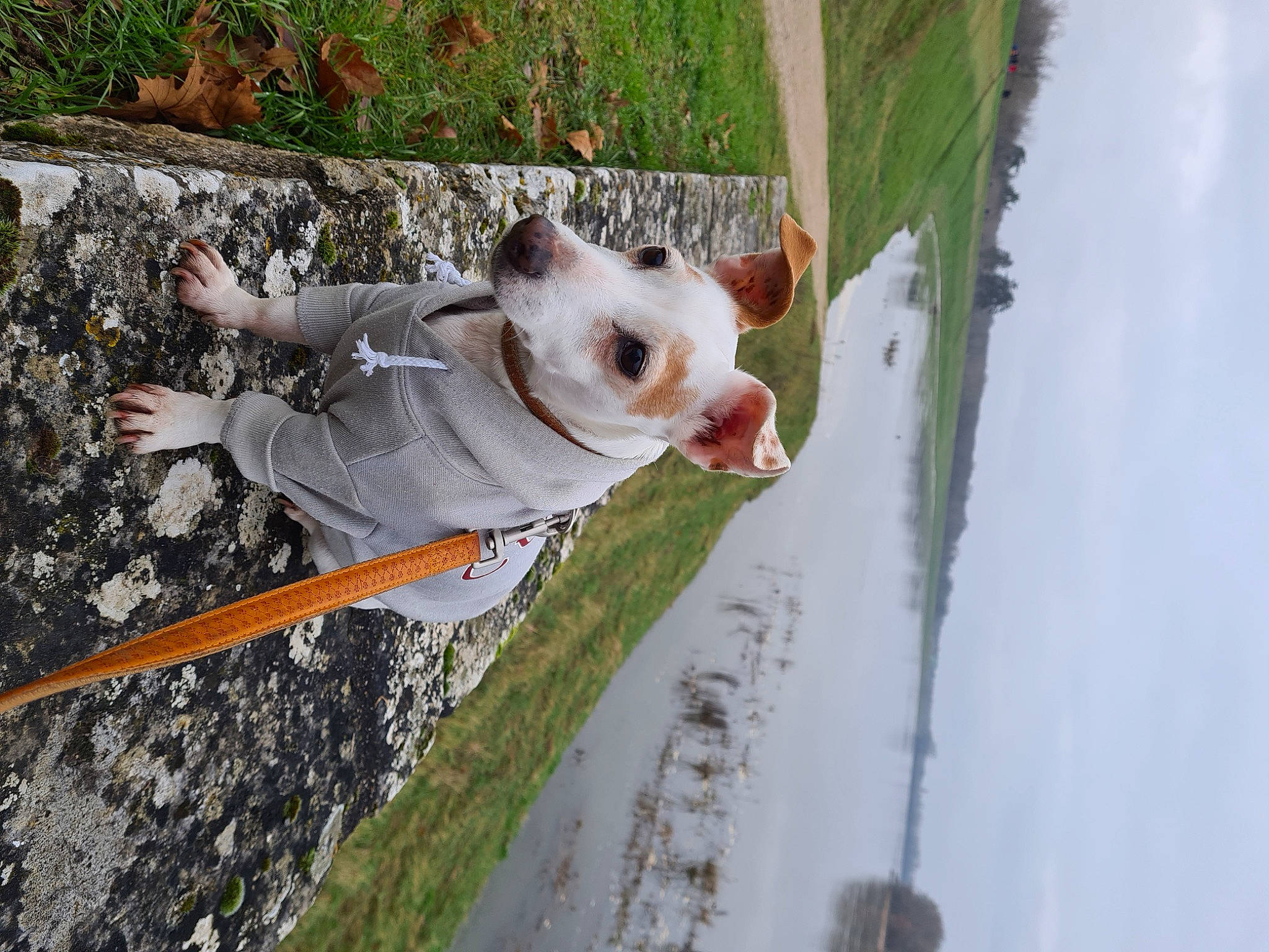 Pepita a rejoint le concours — aidez-le/la à gagner de superbes lots ! canidae, carnivore, cat, collar, companion_dog, dog, dog_breed, fawn, felidae, grass, plant, sky, small_to_medium_sized_cats, snout, sporting_group, tail, tree, water, whiskers, wood