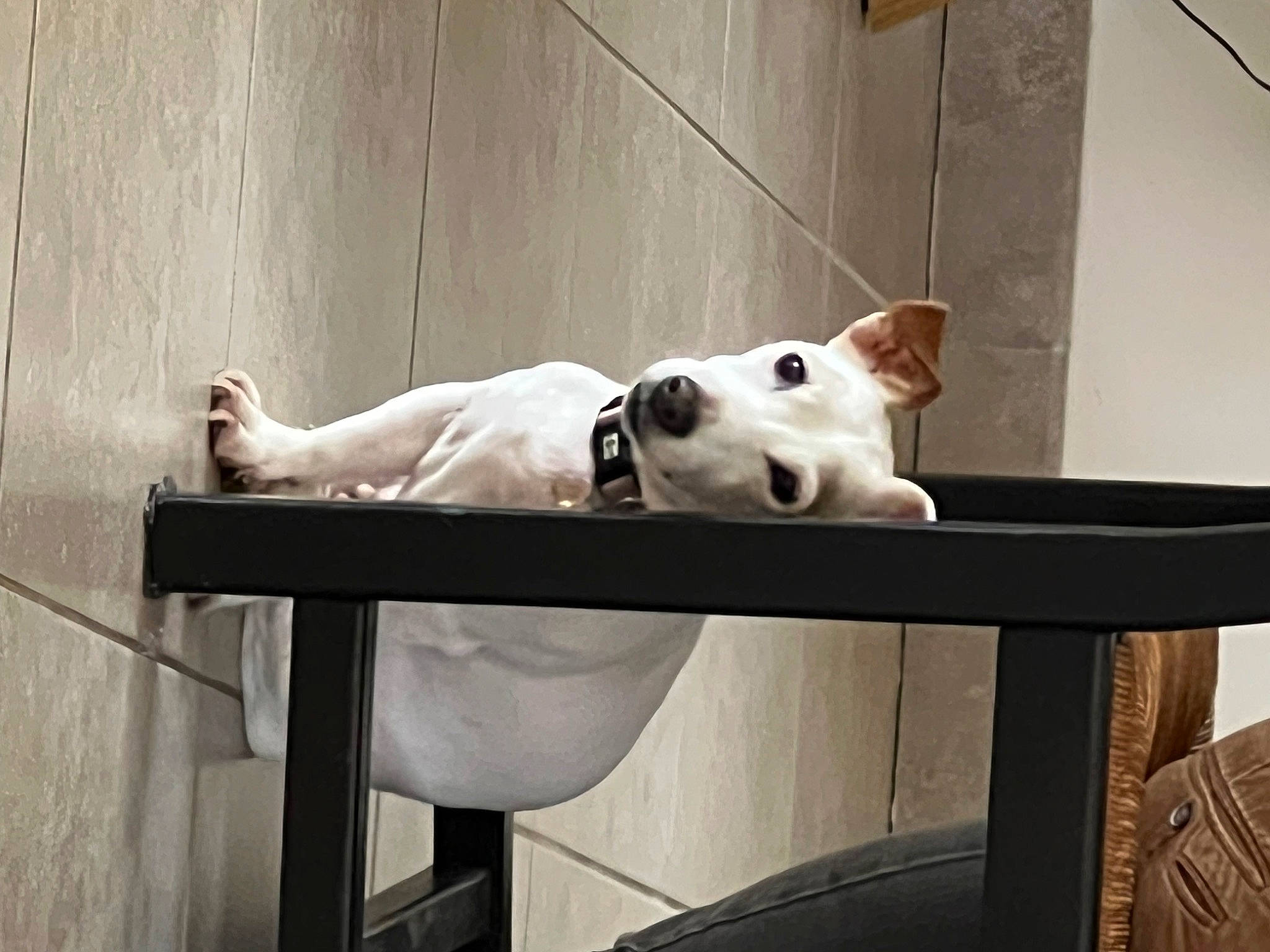 Pepita participe au concours pour gagner de l'argent avec cette photo : art, canidae, carnivore, chair, comfort, companion_dog, dog, dog_breed, fawn, flooring, handrail, metal, room, sitting, sporting_group, stairs, table, tail, wood, working_animal