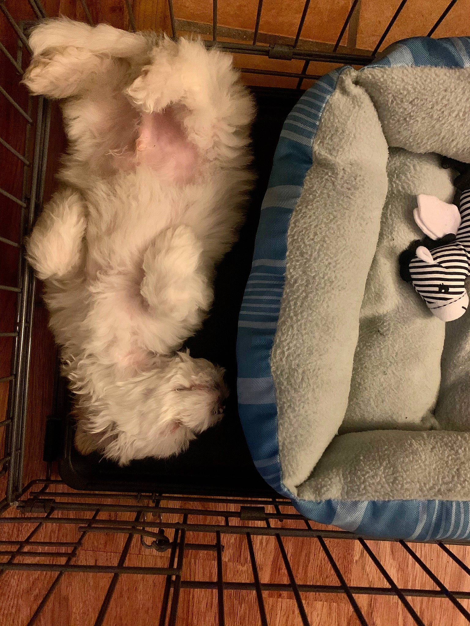 Art is registered to the contest to win money with this photo: bichon, canidae, carnivore, companion_dog, dog, dog_breed, fur, fur_clothing, maltese, non_sporting_group, paw, puppy, shih_tzu, shoe, tail, textile