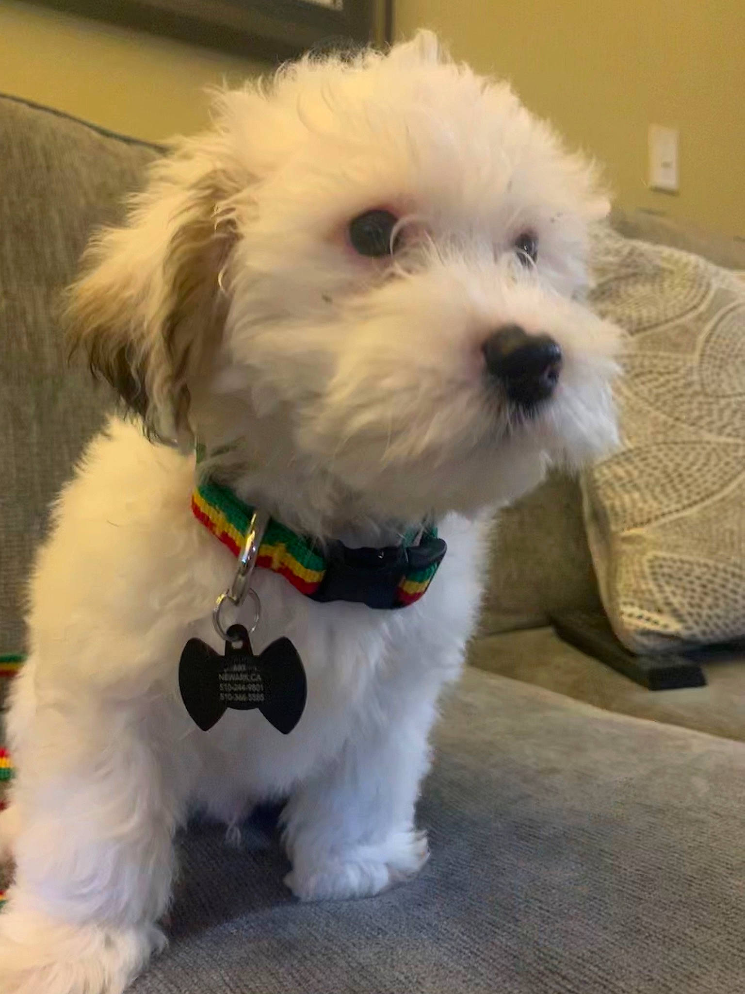 Art is registered to the contest to win money with this photo: bichon, bolonka, canidae, carnivore, companion_dog, coton_de_tulear, dog, dog_breed, dog_collar, havanese, kyi_leo, maltepoo, maltese, mammal, puppy, schnoodle, sealyham_terrier, snout, toy_dog, vertebrate