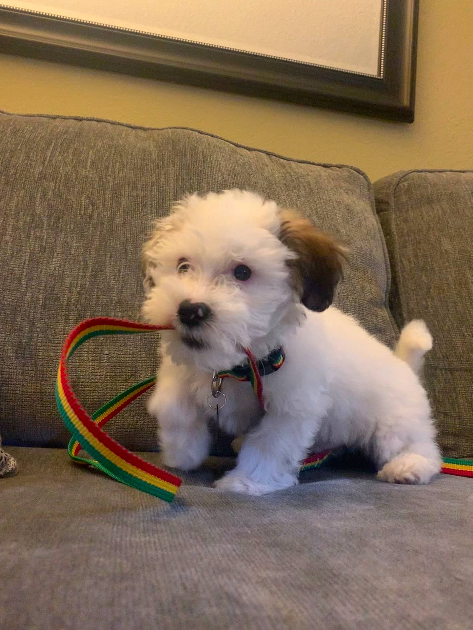 Art is registered to the contest to win money with this photo: bichon, bolognese, bolonka, canidae, carnivore, companion_dog, coton_de_tulear, dog, dog_breed, havanese, kyi_leo, maltepoo, maltese, mammal, morkie, puppy, schnoodle, sporting_lucas_terrier, vertebrate, west_highland_white_terrier