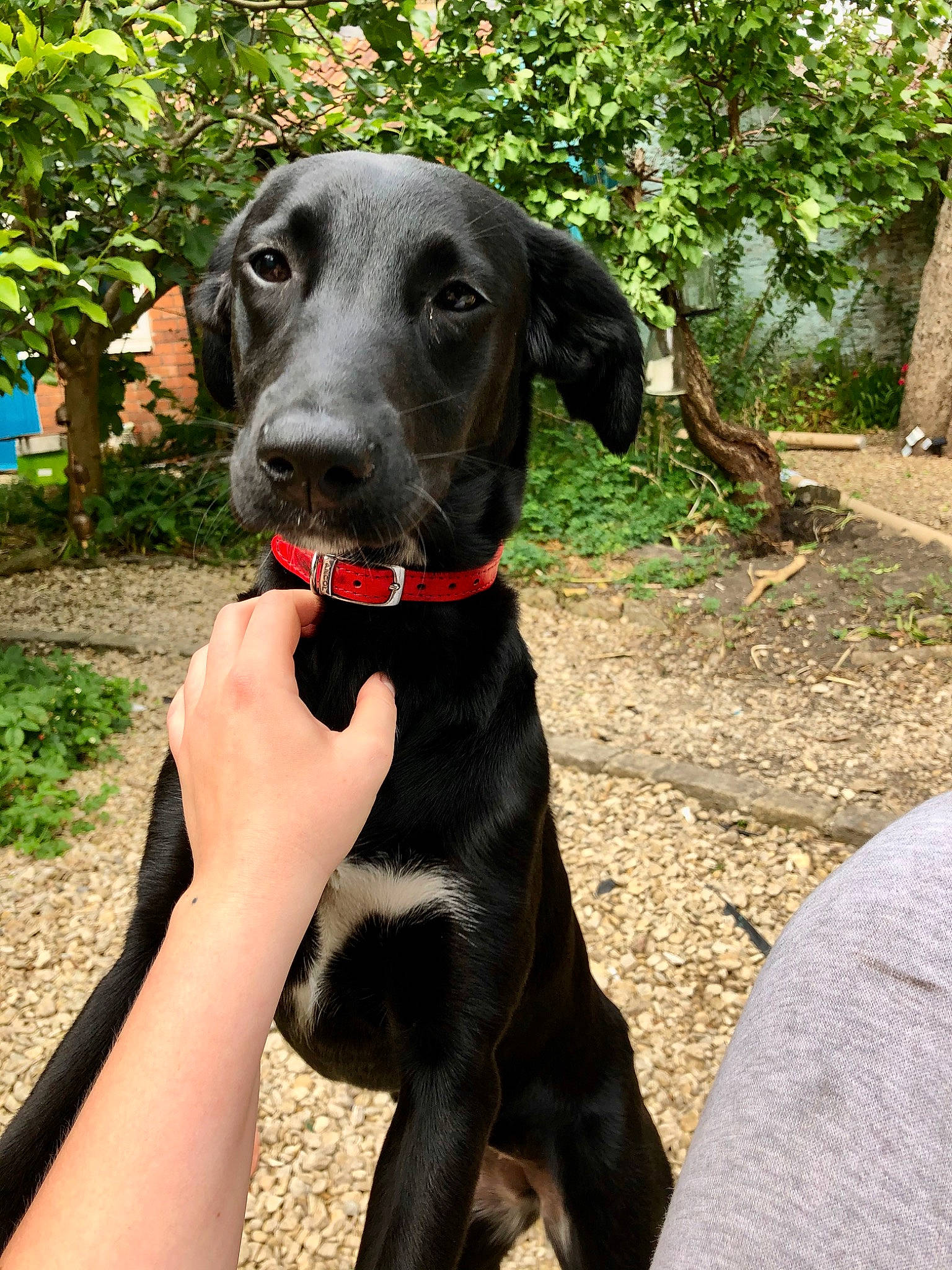 Poppy a rejoint le concours — aidez-le/la à gagner de superbes lots ! beagador, blue_lacy, borador, canidae, carnivore, dog, dog_breed, dog_collar, fawn, great_dane, guard_dog, hunting_dog, labrador_retriever, mammal, patterdale_terrier, plott_hound, rare_breed_dog, snout, sporting_group, vertebrate