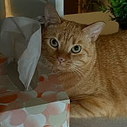 Miracle joined the competition — help win amazing prizes! animal, cat, closeup, curious, domestic_animal, eyes, feline, fur, ginger_cat, green_plant, houseplant, indoor, looking, mammal, orange_fur, pet, relaxed, table, tissue_box, whiskers