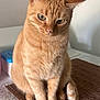 animal, brown_mat, calm, cat, closeup, cute, domestic, ears, eyes, feline, fur, household, indoor, orange_tabby, pet, portrait, relaxed, sitting, tail, whiskers
