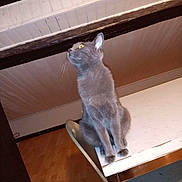 Mish'K a rejoint le concours — aidez-le/la à gagner de superbes lots ! cat, gray_cat, indoor, table, wooden_floor, ceiling, wooden_beams, furniture, pet, curious, animal, yellow_eyes, sitting, looking_up, domestic_cat, feline, house, cozy, resting, side_view
