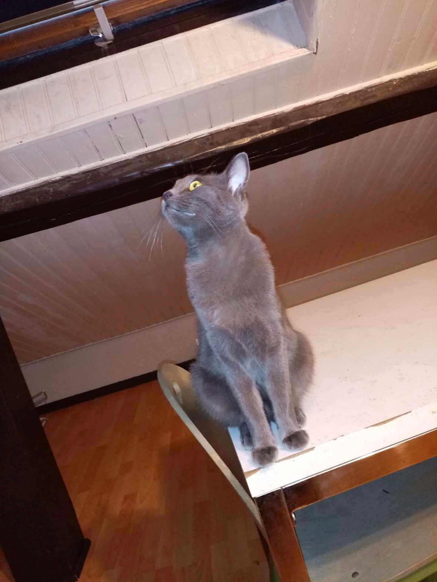 Mish'K a rejoint le concours — aidez-le/la à gagner de superbes lots ! cat, gray_cat, indoor, table, wooden_floor, ceiling, wooden_beams, furniture, pet, curious, animal, yellow_eyes, sitting, looking_up, domestic_cat, feline, house, cozy, resting, side_view