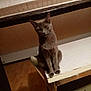 Mish'K a rejoint le concours — aidez-le/la à gagner de superbes lots ! cat, gray_cat, table, chair, wooden_floor, indoor, pet, feline, animal, sitting, furniture, ceiling, room, domestic, mammal, looking, resting, wood, home, quiet