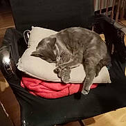 Mish'K participe au concours pour gagner de l'argent avec cette photo : cat, sleeping, pillow, blanket, chair, indoor, furniture, pet, cozy, relaxing, gray_cat, curled_up, wooden_floor, railing, resting, domestic_animal, fur, quiet, home, comfort