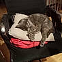 cat, sleeping, pillow, blanket, chair, indoor, furniture, pet, cozy, relaxing, gray_cat, curled_up, wooden_floor, railing, resting, domestic_animal, fur, quiet, home, comfort