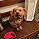 Benji