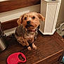 dog, small_dog, leash, wooden_bench, indoor, umbrella_stand, brown_fur, red_collar, pet, animal, furniture, waiting, scruffy, floor, domestic, cute, companion, leash_handle, wood, household