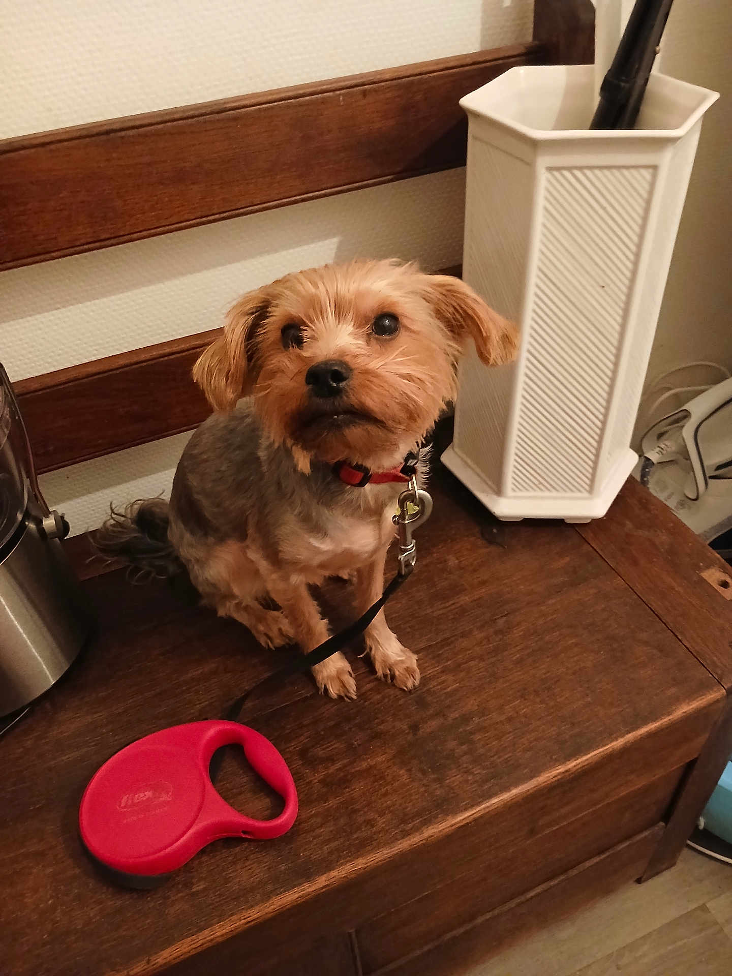 Benji a rejoint le concours — aidez-le/la à gagner de superbes lots ! dog, small_dog, leash, wooden_bench, indoor, umbrella_stand, brown_fur, red_collar, pet, animal, furniture, waiting, scruffy, floor, domestic, cute, companion, leash_handle, wood, household