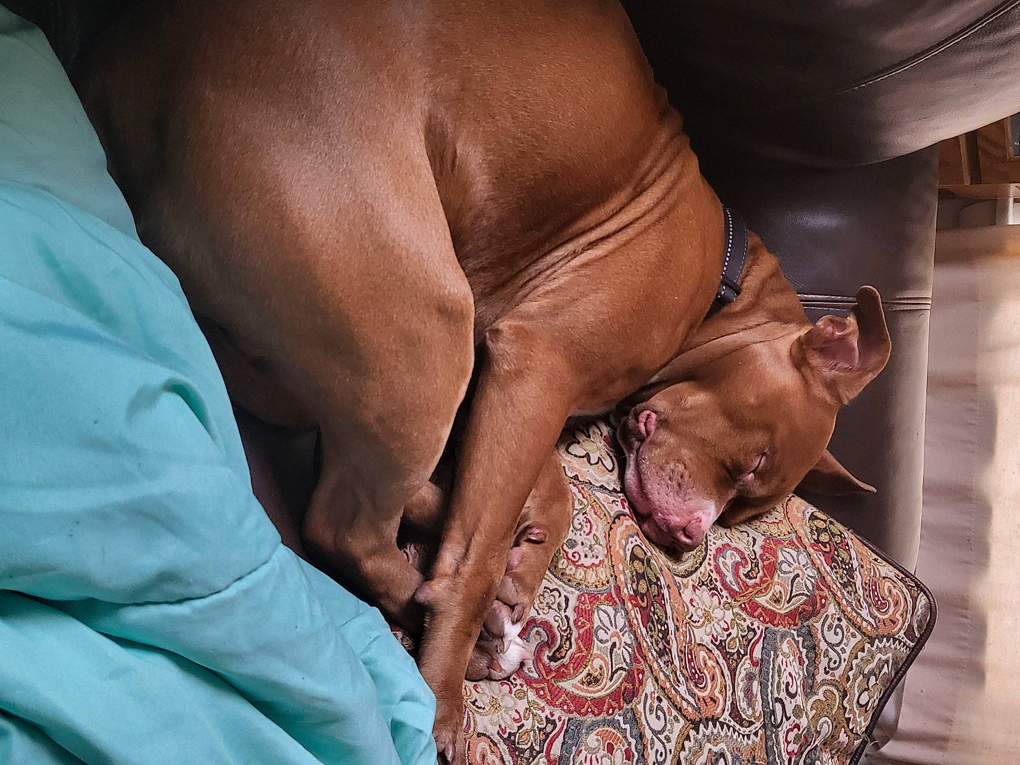 Meko is registered to the contest to win money with this photo: barechested, canidae, carnivore, chest, comfort, companion_dog, dog, dog_breed, fawn, flesh, foot, guard_dog, human_leg, liver, snout, sporting_group, terrestrial_animal, working_animal, wrinkle