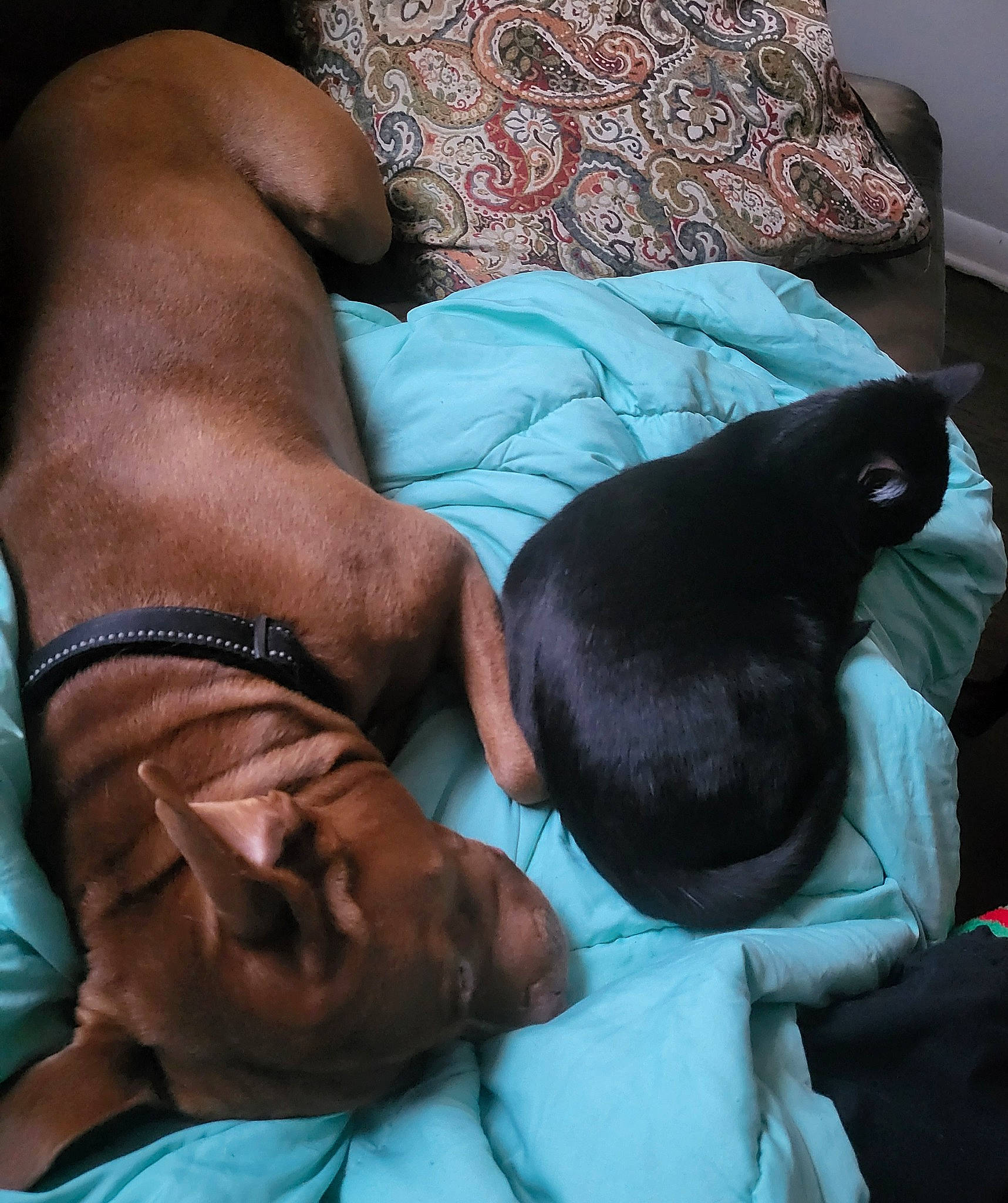 Meko is registered to the contest to win money with this photo: abdomen, azure, barechested, barefoot, chest, child, comfort, elbow, foot, gesture, human_body, human_leg, knee, leg, linens, room, sitting, thigh, trunk, wrist