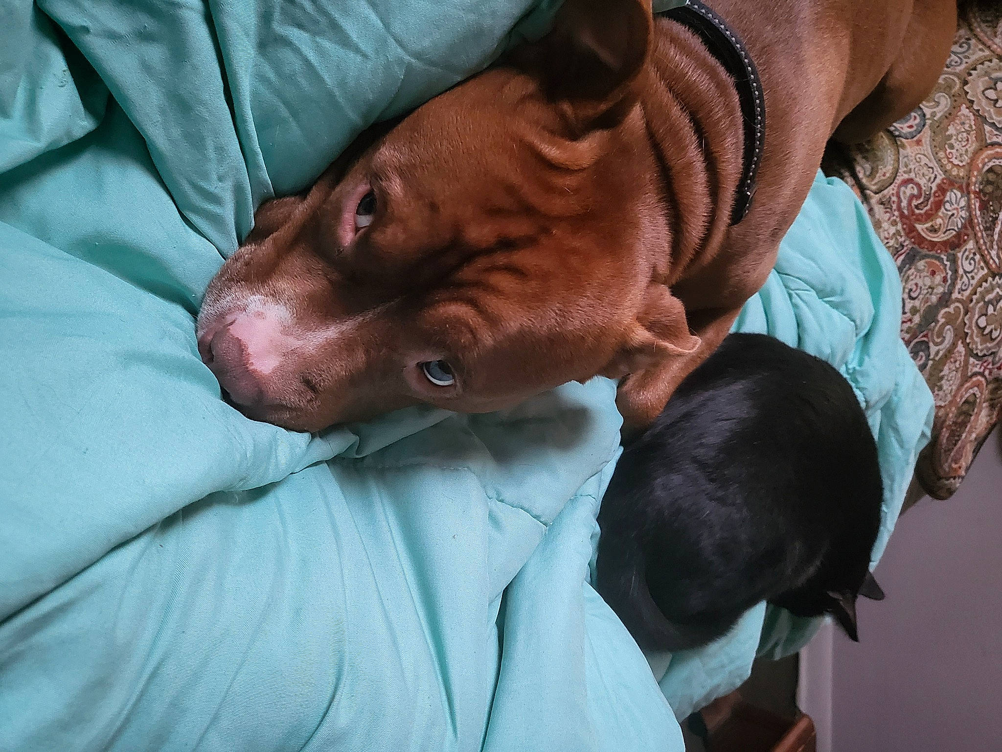 Meko joined the competition — help win amazing prizes! canidae, carnivore, comfort, companion_dog, dog, dog_breed, ear, fawn, flesh, fur, linens, liver, nap, sleep, snout, sporting_group, toy_dog, whiskers, working_animal, wrinkle