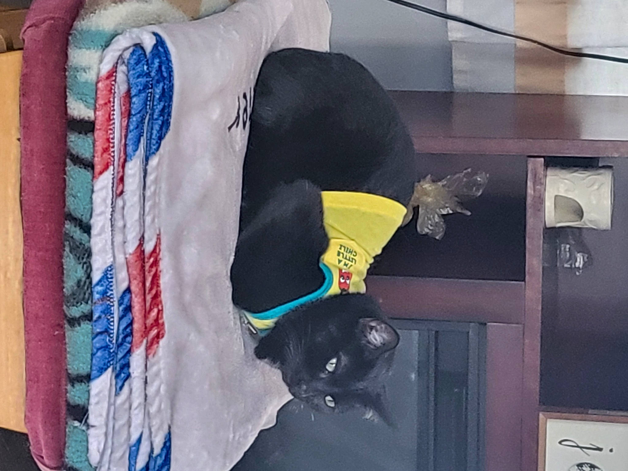 Savvy is registered to the contest to win money with this photo: carmine, comfort, denim, door, door_handle, electric_blue, flag, fur, linens, paint, room, sleeve, tints_and_shades, visual_arts, wood