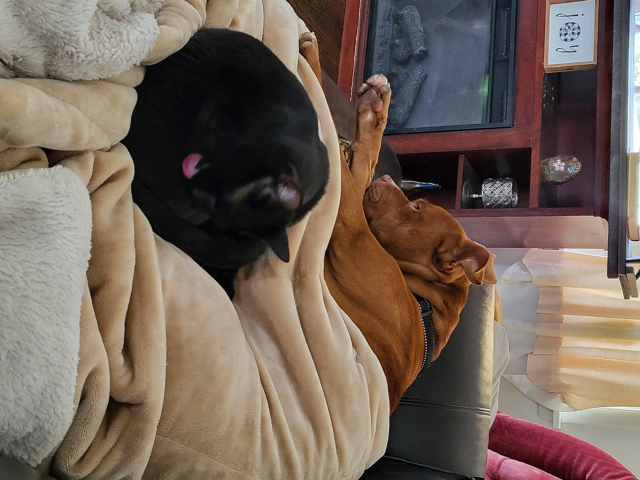 Savvy is registered to the contest to win money with this photo: canidae, carnivore, comfort, companion_dog, couch, dog, dog_breed, fawn, felidae, fur, gesture, guard_dog, linens, room, snout, sporting_group, television, whiskers, working_animal, wrinkle