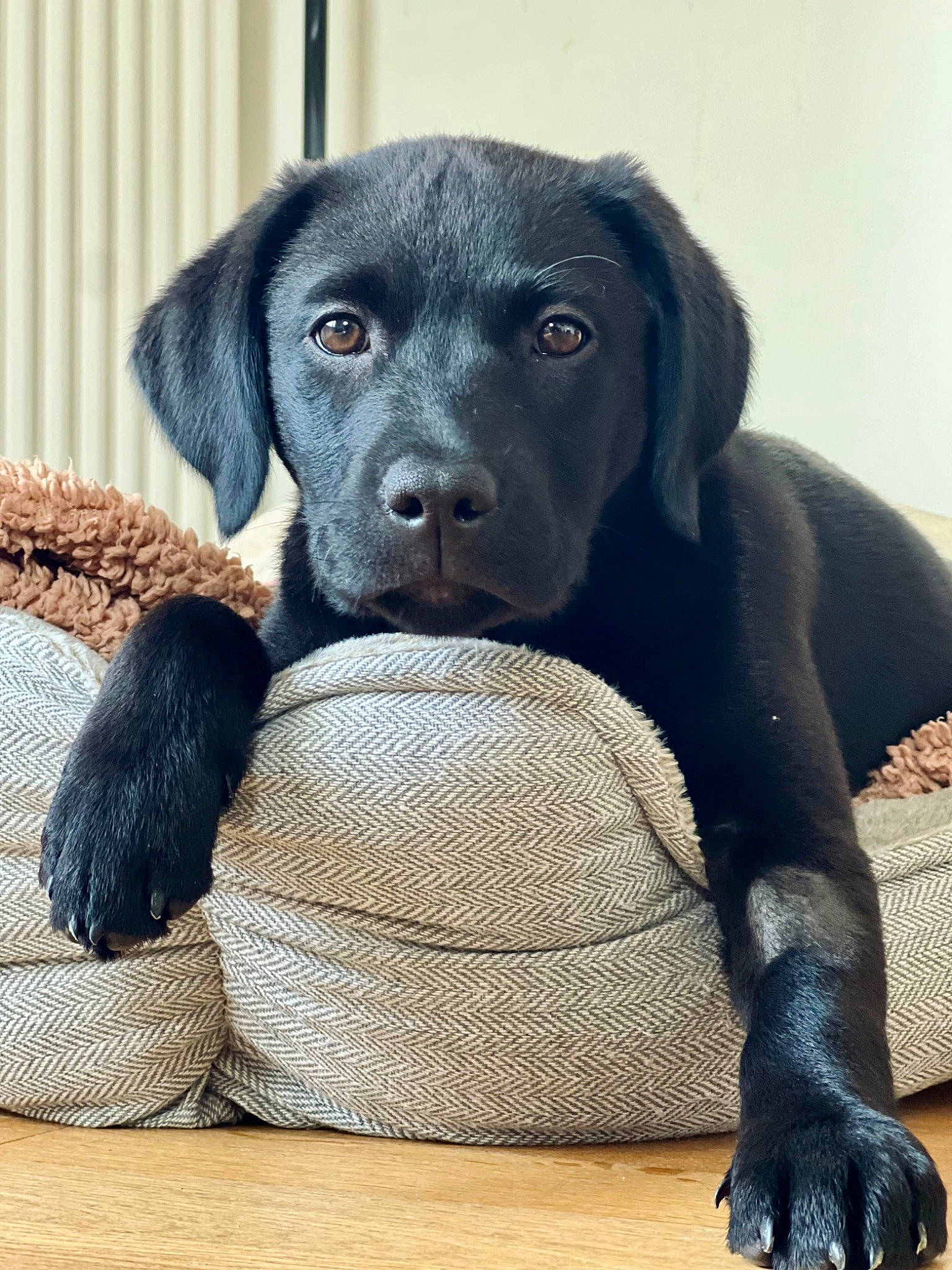 Lily participe au concours pour gagner de l'argent avec cette photo : ball, borador, canidae, carnivore, comfort, companion_dog, dog, dog_breed, fawn, fur, gun_dog, hunting_dog, liver, pattern, sitting, snout, sporting_group, terrestrial_animal, working_animal