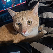 Ares joined the competition — help win amazing prizes! cat, orange_tabby, yellow_eyes, whiskers, ears, blanket, striped_blanket, computer_screen, digital_art, cartoon_faces, closeup, indoor, pet, feline, curious, resting, technology, cozy, black_and_white, soft_fur