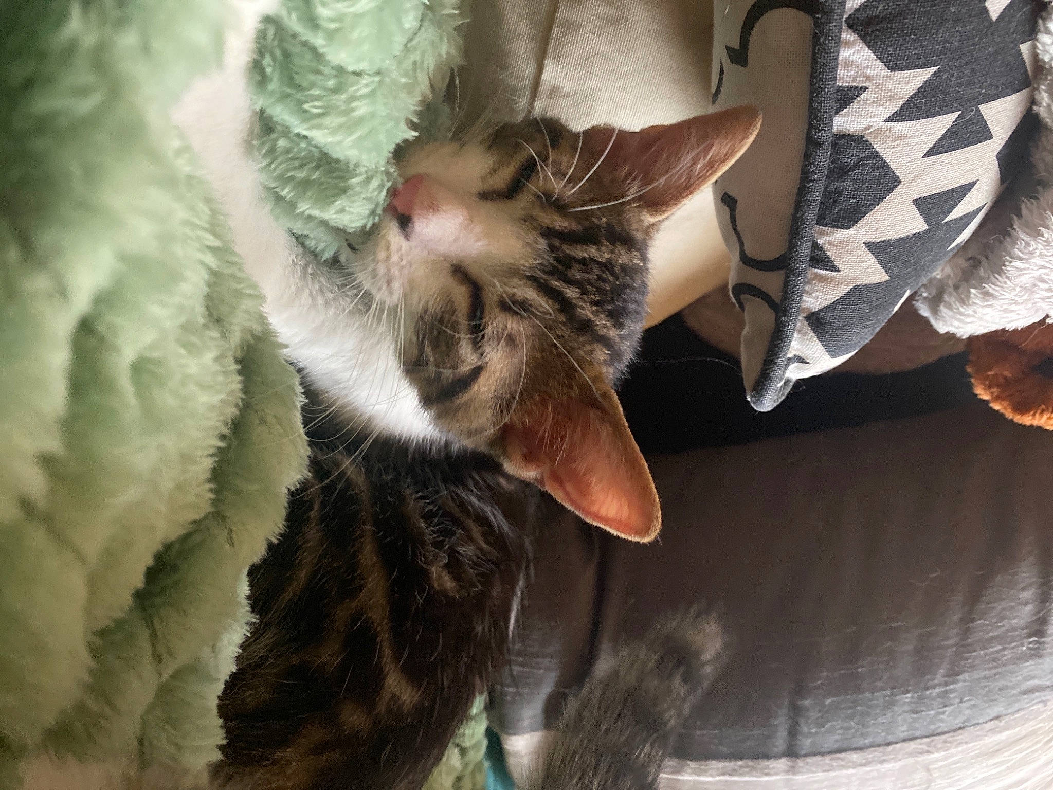 Pouik Pouik a rejoint le concours — aidez-le/la à gagner de superbes lots ! carnivore, cat, claw, comfort, domestic_short_haired_cat, ear, fawn, felidae, fur, gesture, human_leg, jaw, nap, paw, plant, small_to_medium_sized_cats, snout, tail, tree, whiskers