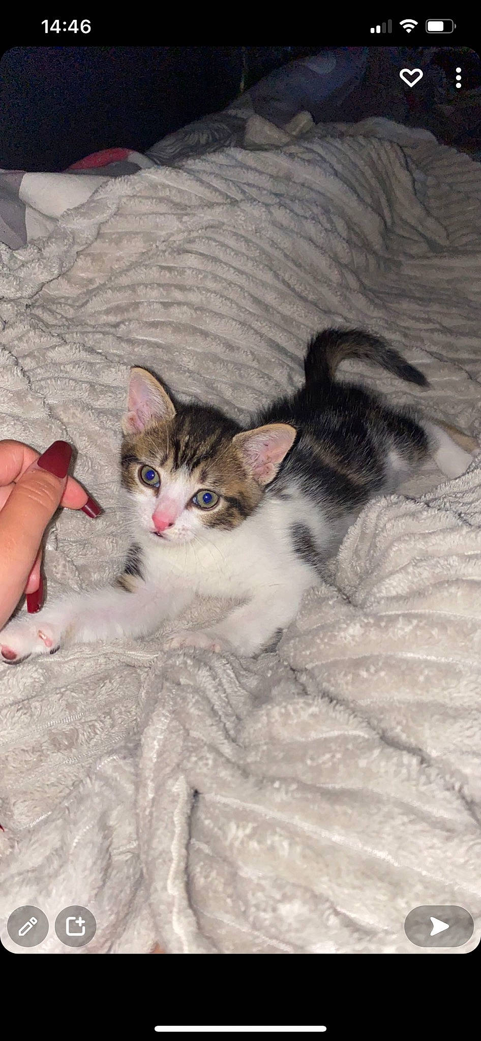 Pouik Pouik a rejoint le concours — aidez-le/la à gagner de superbes lots ! bed, bedding, carnivore, cat, claw, comfort, domestic_short_haired_cat, fawn, felidae, foot, fur, gesture, grey, linens, nap, paw, small_to_medium_sized_cats, tail, whiskers, wood