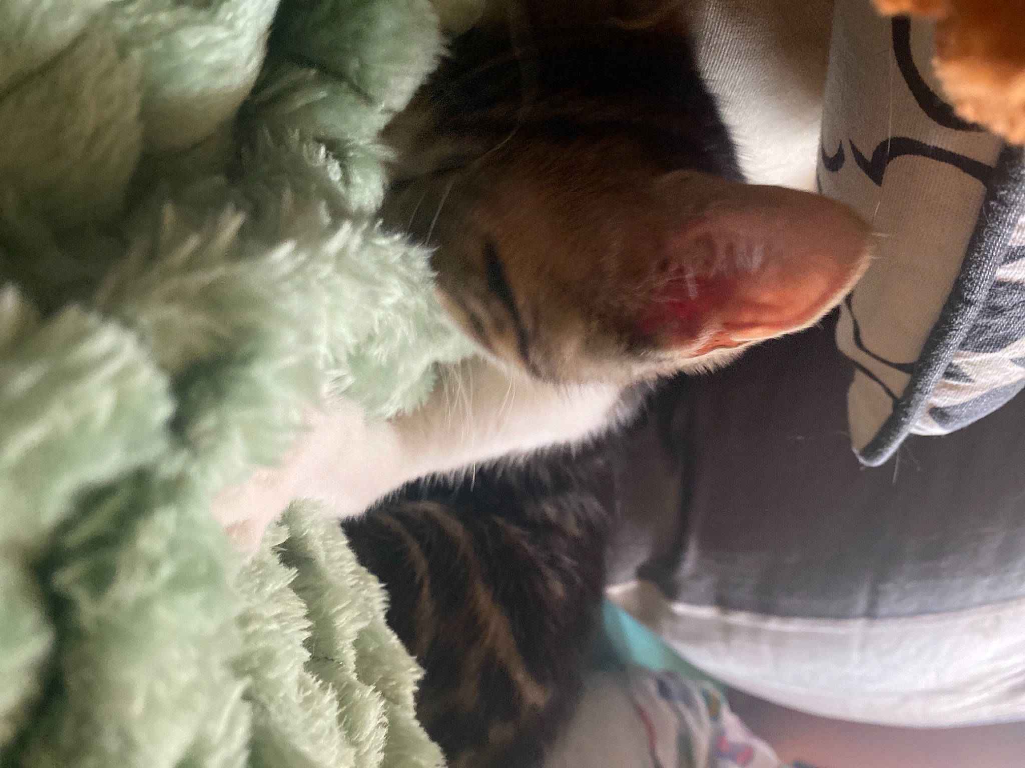 Pouik Pouik a rejoint le concours — aidez-le/la à gagner de superbes lots ! canidae, carnivore, comfort, companion_dog, dog, dog_breed, ear, fawn, felidae, fur, gesture, jaw, liver, nap, small_to_medium_sized_cats, snout, sporting_group, tail, whiskers, working_animal