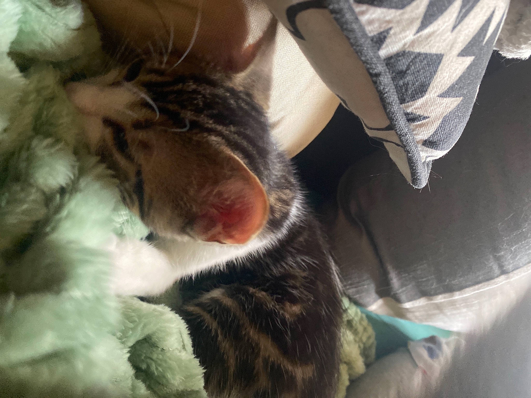 Pouik Pouik participe au concours pour gagner de l'argent avec cette photo : canidae, carnivore, cat, claw, comfort, dog_breed, domestic_short_haired_cat, ear, eye, fawn, felidae, foot, fur, gesture, human_leg, paw, small_to_medium_sized_cats, snout, tail, whiskers