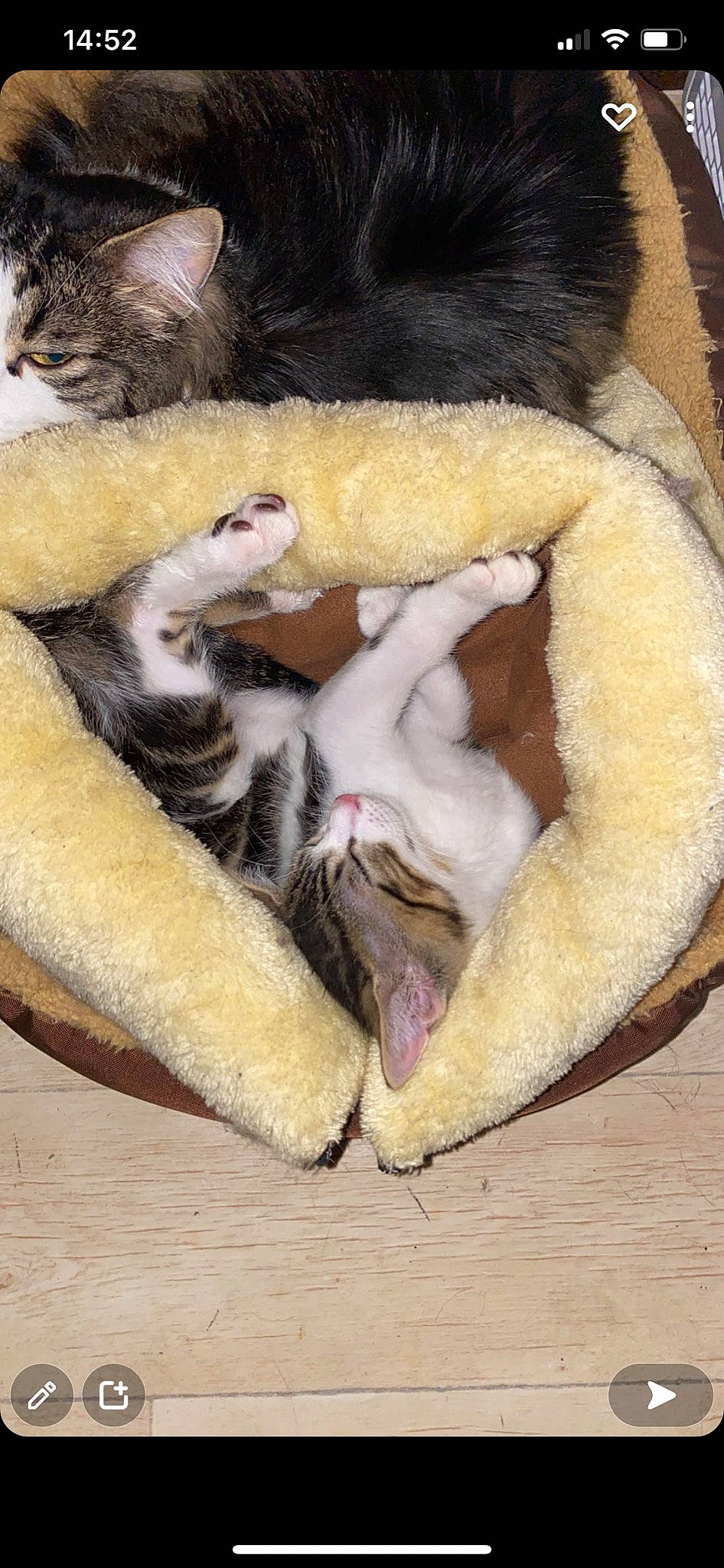 Loonay participe au concours pour gagner de l'argent avec cette photo : bored, carnivore, cat, cat_bed, claw, comfort, companion_dog, dog_bed, dog_breed, fawn, felidae, fur, mammal, paw, small_to_medium_sized_cats, snout, sporting_group, tail, terrestrial_animal, whiskers