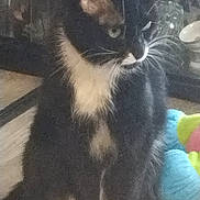 Rocky participe au concours pour gagner de l'argent avec cette photo : cat, tuxedo_cat, black_and_white, pet, animal, sitting, indoors, portrait, whiskers, green_eyes, white_paws, white_chest, fur, long_whiskers, colorful_toy, wooden_floor, home, furniture, phone_screenshot, gallery_interface