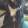 cat, tuxedo_cat, black_and_white, pet, animal, sitting, indoors, portrait, whiskers, green_eyes, white_paws, white_chest, fur, long_whiskers, colorful_toy, wooden_floor, home, furniture, phone_screenshot, gallery_interface